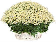 Цветочная композиция из Ромашки в корзине #REPLACE_PRED# Коммунистический